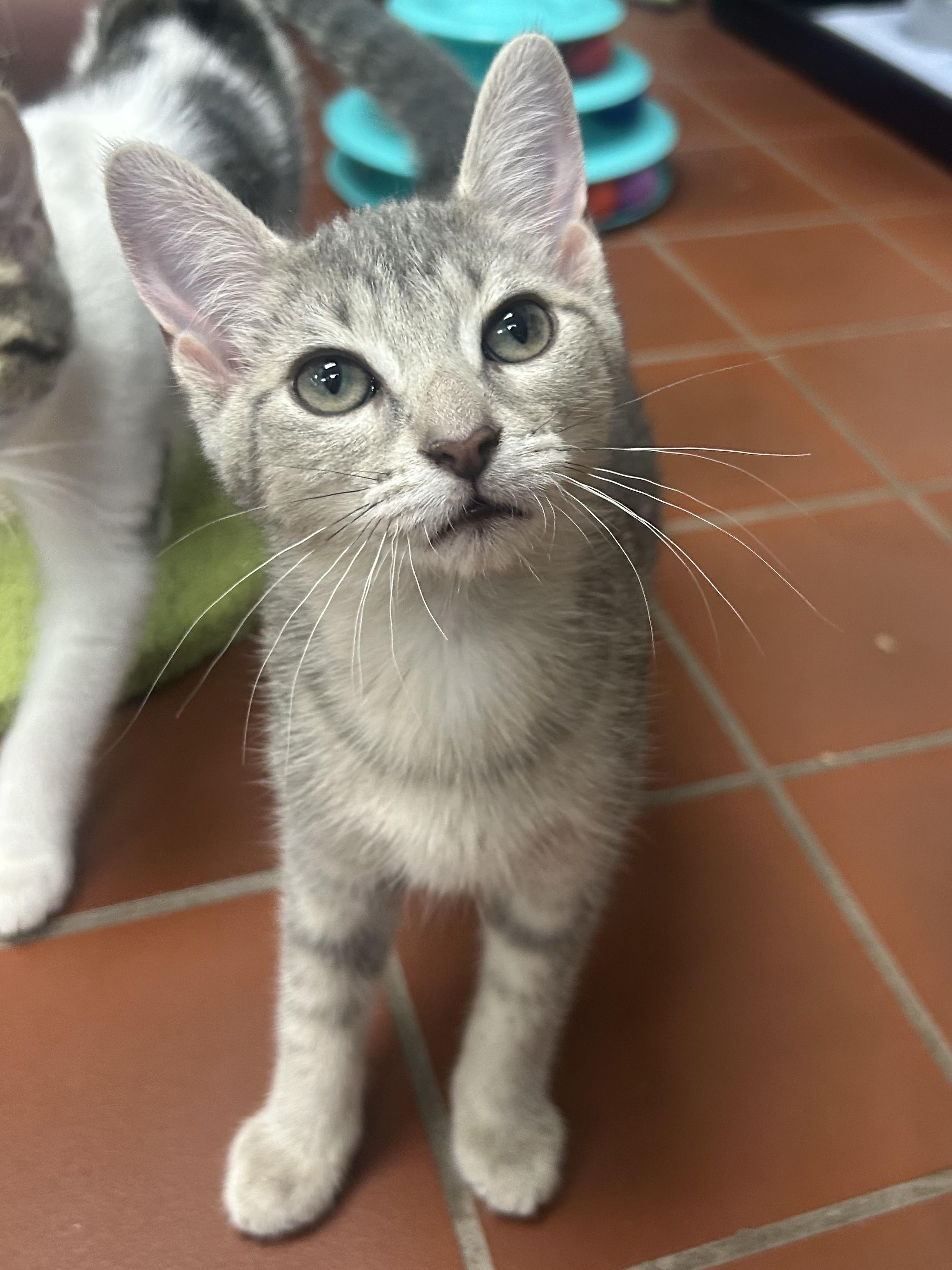 Enlarge Anya, a Adoptable Domestic Short Hair in Battle Creek, MI image 2/2