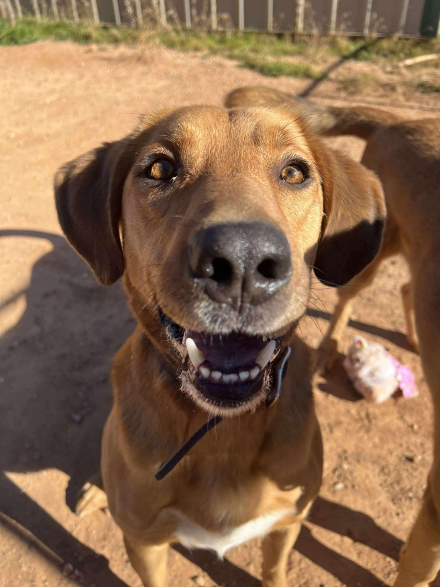Enlarge Ruger, an adopted mixed breed in Roosevelt, UT image 3/5