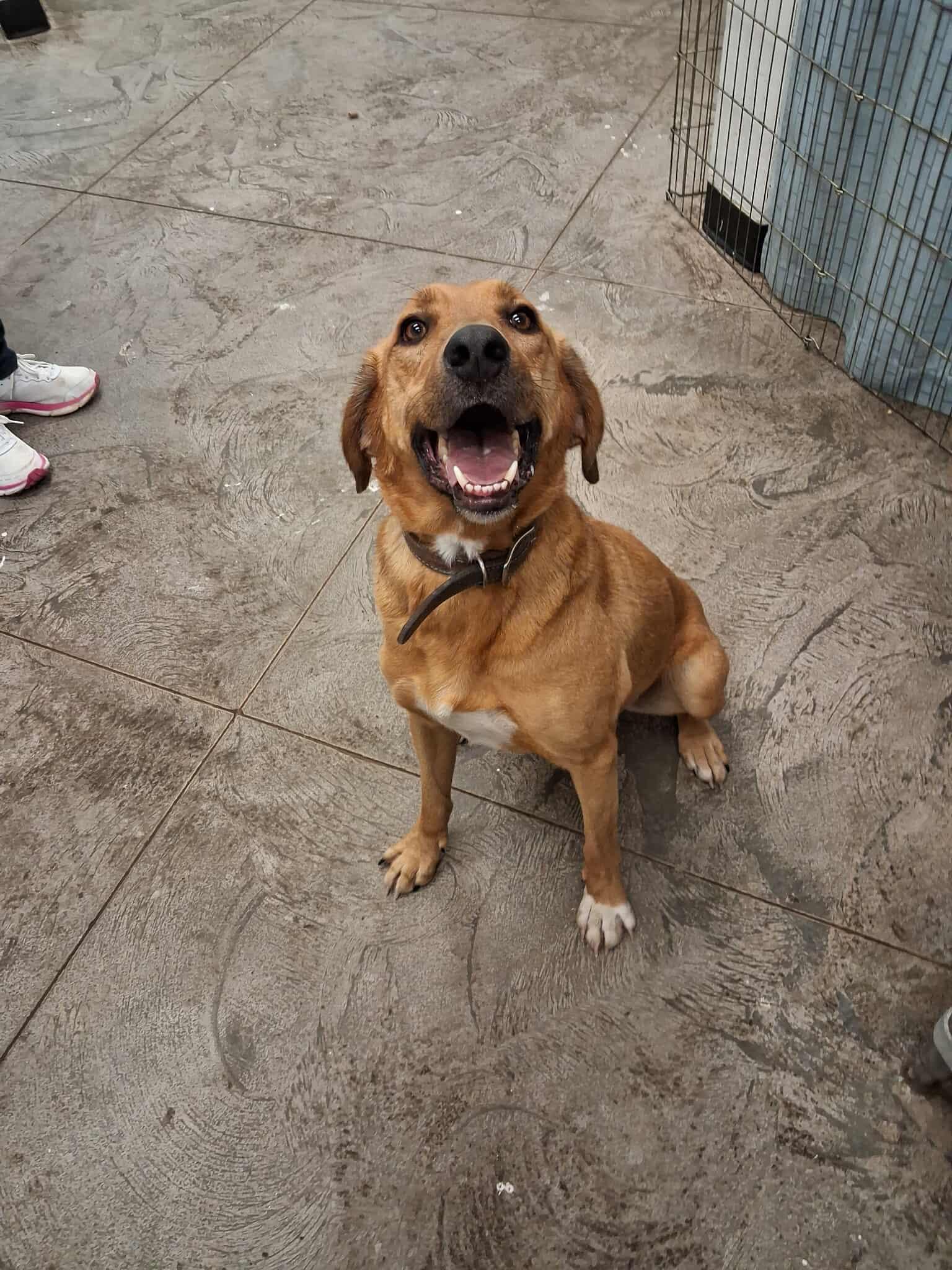 Ruger