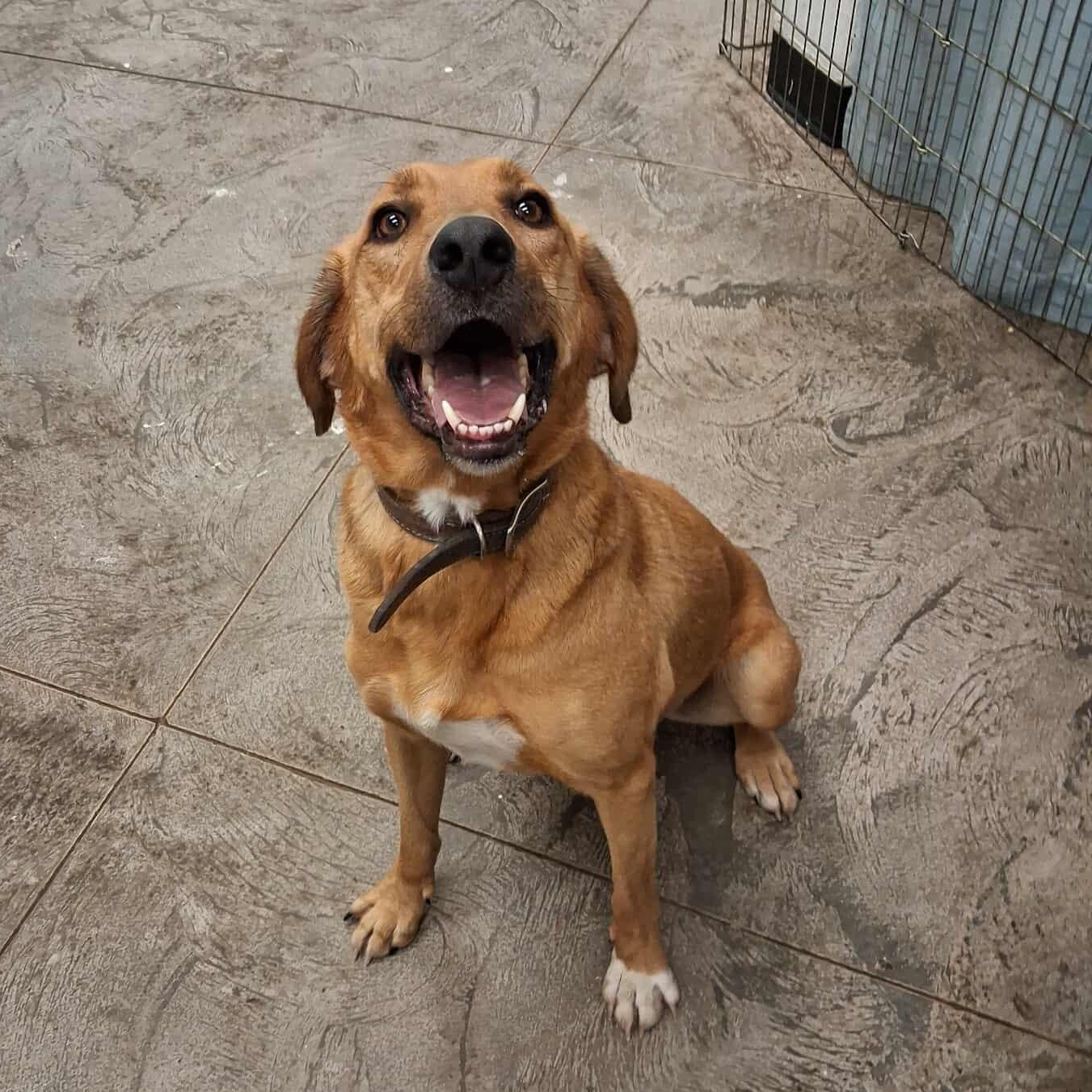 Enlarge Ruger, an adopted mixed breed in Roosevelt, UT image 4/5