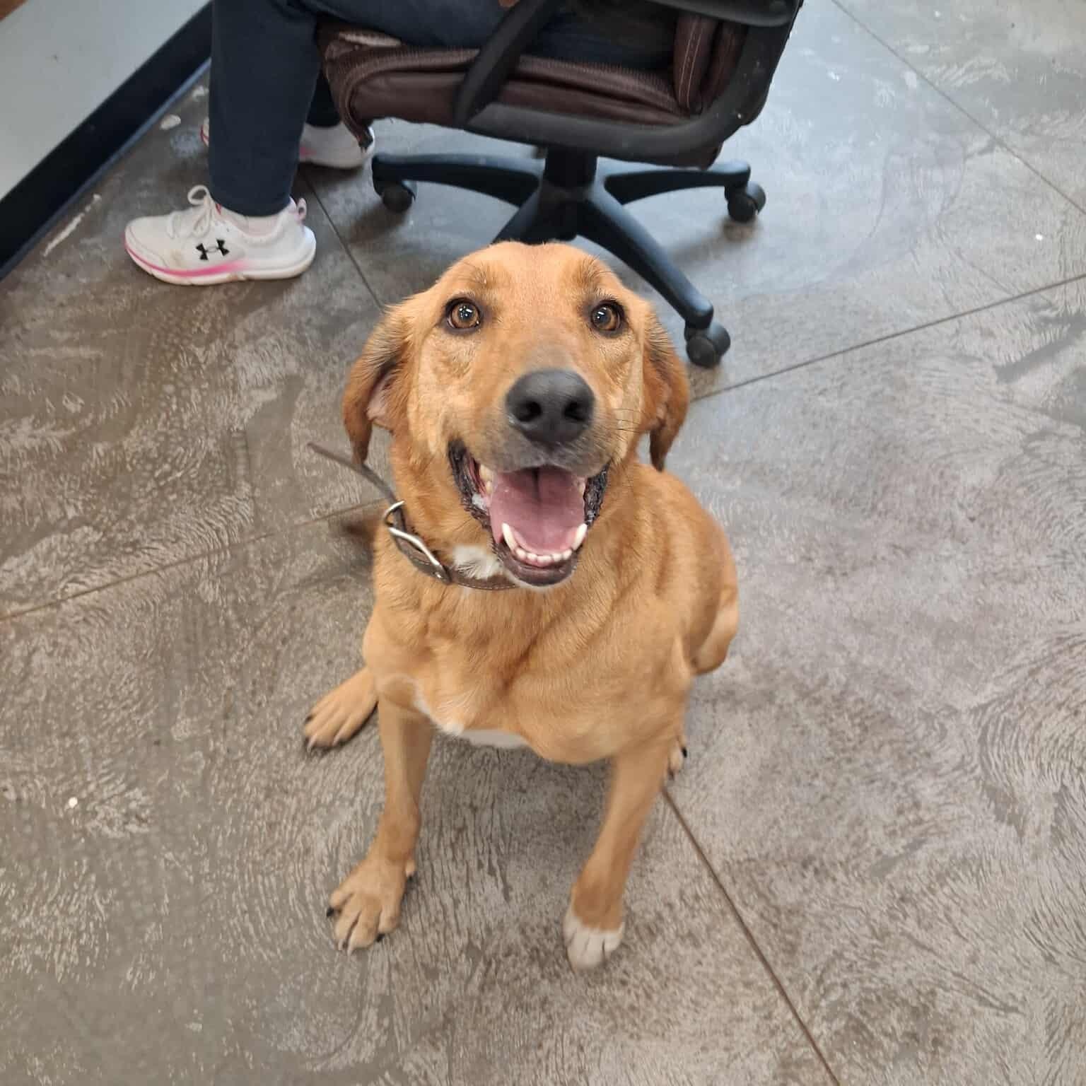 Enlarge Ruger, an adopted mixed breed in Roosevelt, UT image 5/5