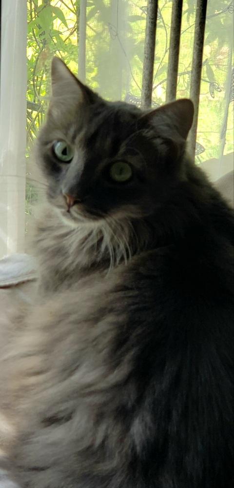 Enlarge Padme, a Adoptable Domestic Long Hair in Virginia Beach, VA image 1/6