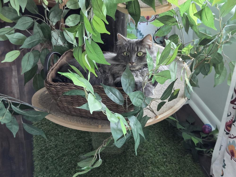 Enlarge Padme, a Adoptable Domestic Long Hair in Virginia Beach, VA image 2/6