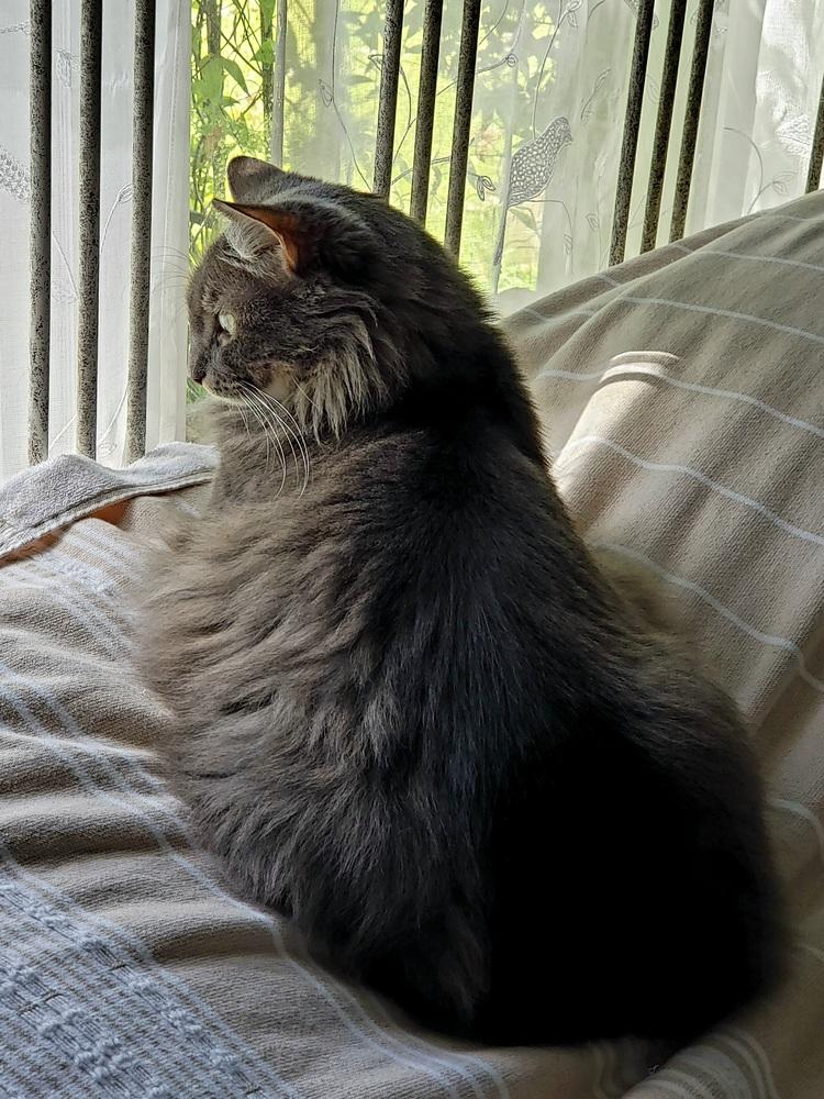 Enlarge Padme, a Adoptable Domestic Long Hair in Virginia Beach, VA image 2/6