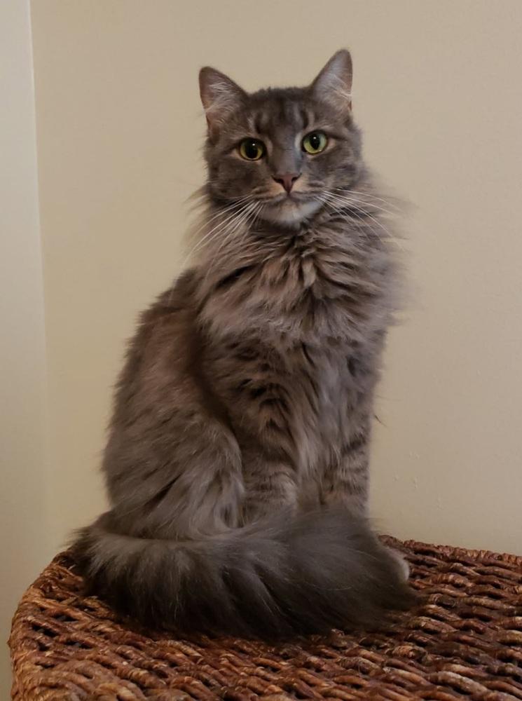 Enlarge Padme, a Adoptable Domestic Long Hair in Virginia Beach, VA image 3/6