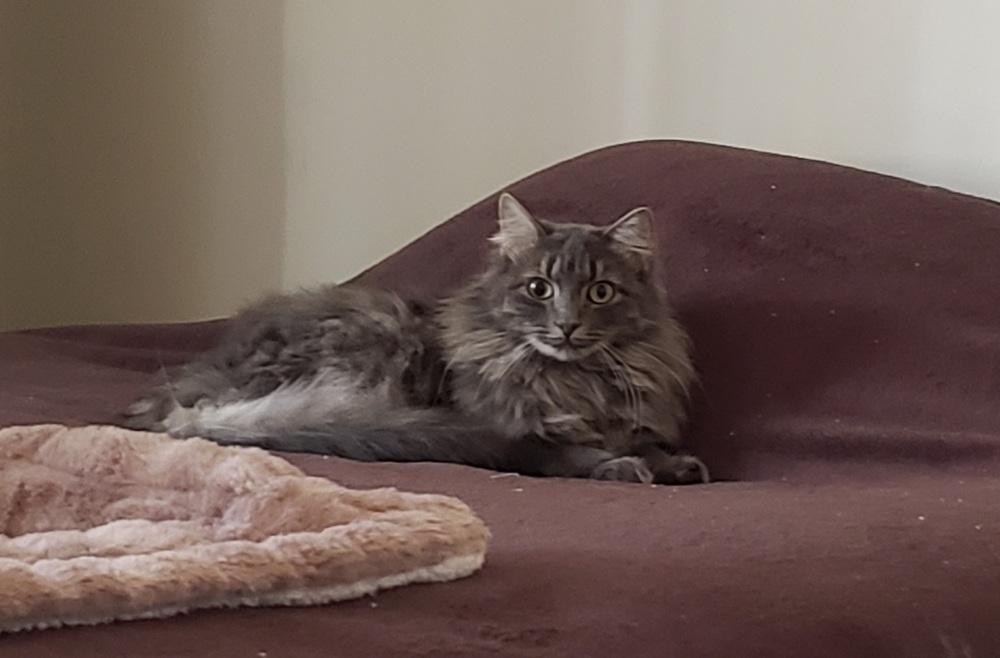 Enlarge Padme, a Adoptable Domestic Long Hair in Virginia Beach, VA image 4/6