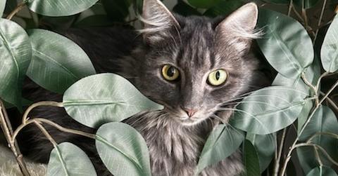 Enlarge Padme, a Adoptable Domestic Long Hair in Virginia Beach, VA image 5/6
