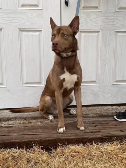 Enlarge Rollo, a Adoptable mixed breed in McCook, NE image 1/3