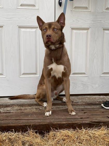Enlarge Rollo, a Adoptable mixed breed in McCook, NE image 2/3