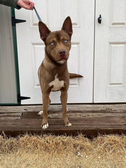 Enlarge Rollo, a Adoptable mixed breed in McCook, NE image 3/3