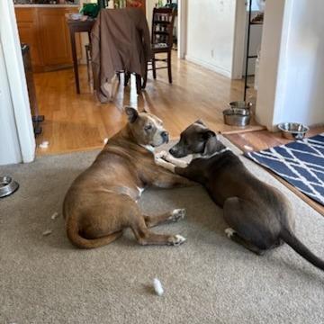 Albie, Adoptable, Senior Male Mixed Breed & Pit Bull Terrier.