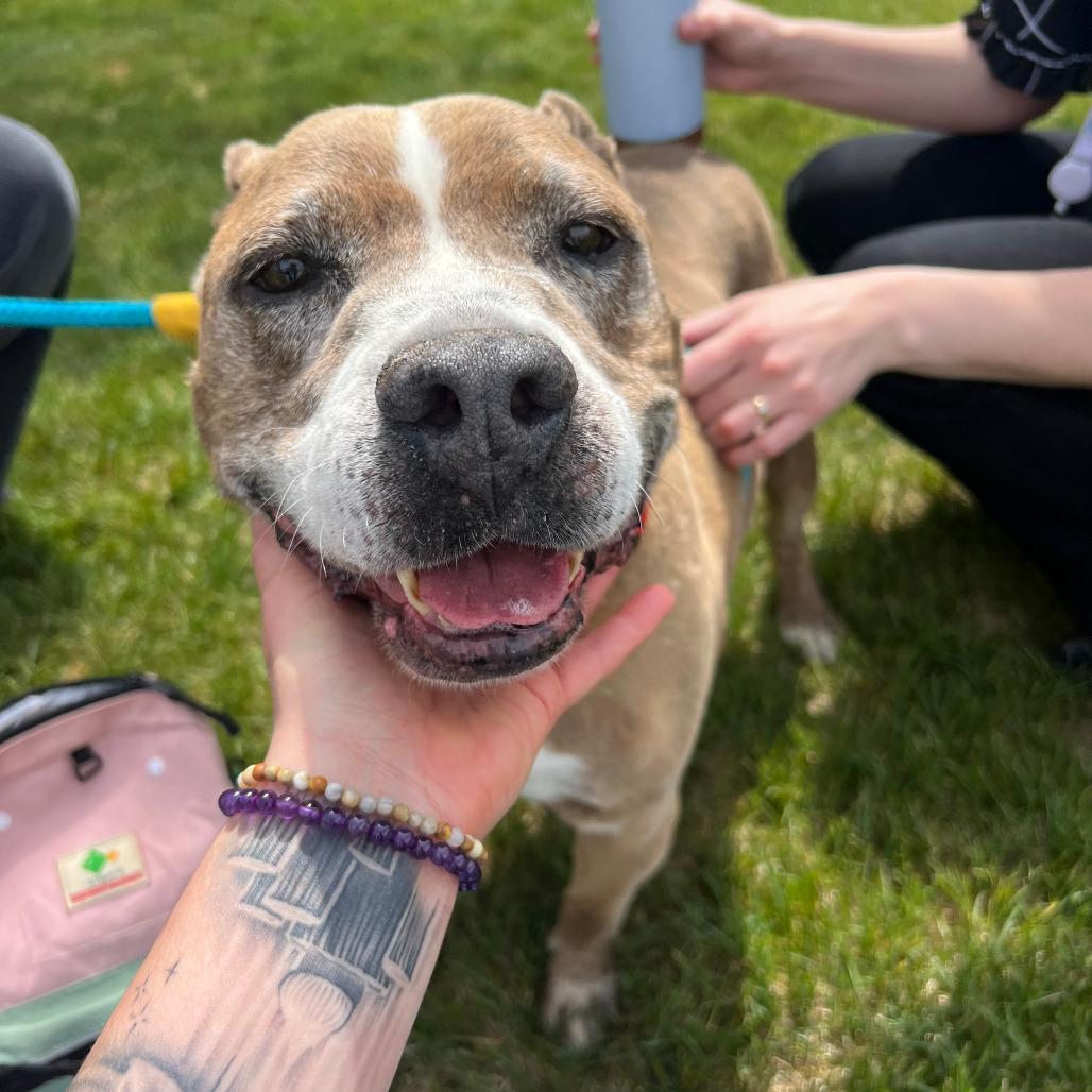 Albie, a Adoptable mixed breed in Salt Lake City, UT image 2/6