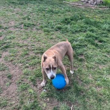 Enlarge Albie, a Adoptable mixed breed in Salt Lake City, UT image 2/6