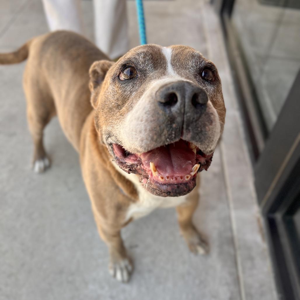 Enlarge Albie, a Adoptable mixed breed in Salt Lake City, UT image 3/6