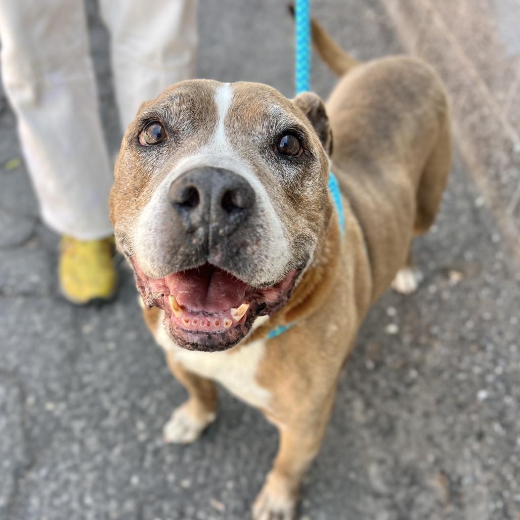 Enlarge Albie, a Adoptable mixed breed in Salt Lake City, UT image 4/6
