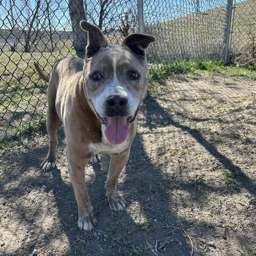 Enlarge Albie, a Adoptable mixed breed in Salt Lake City, UT image 5/6