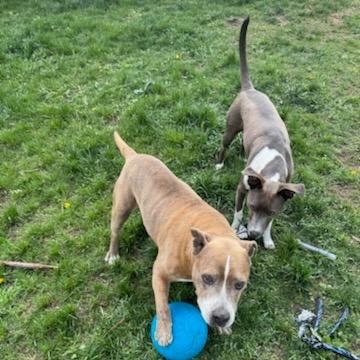 Enlarge Albie, a Adoptable mixed breed in Salt Lake City, UT image 6/6