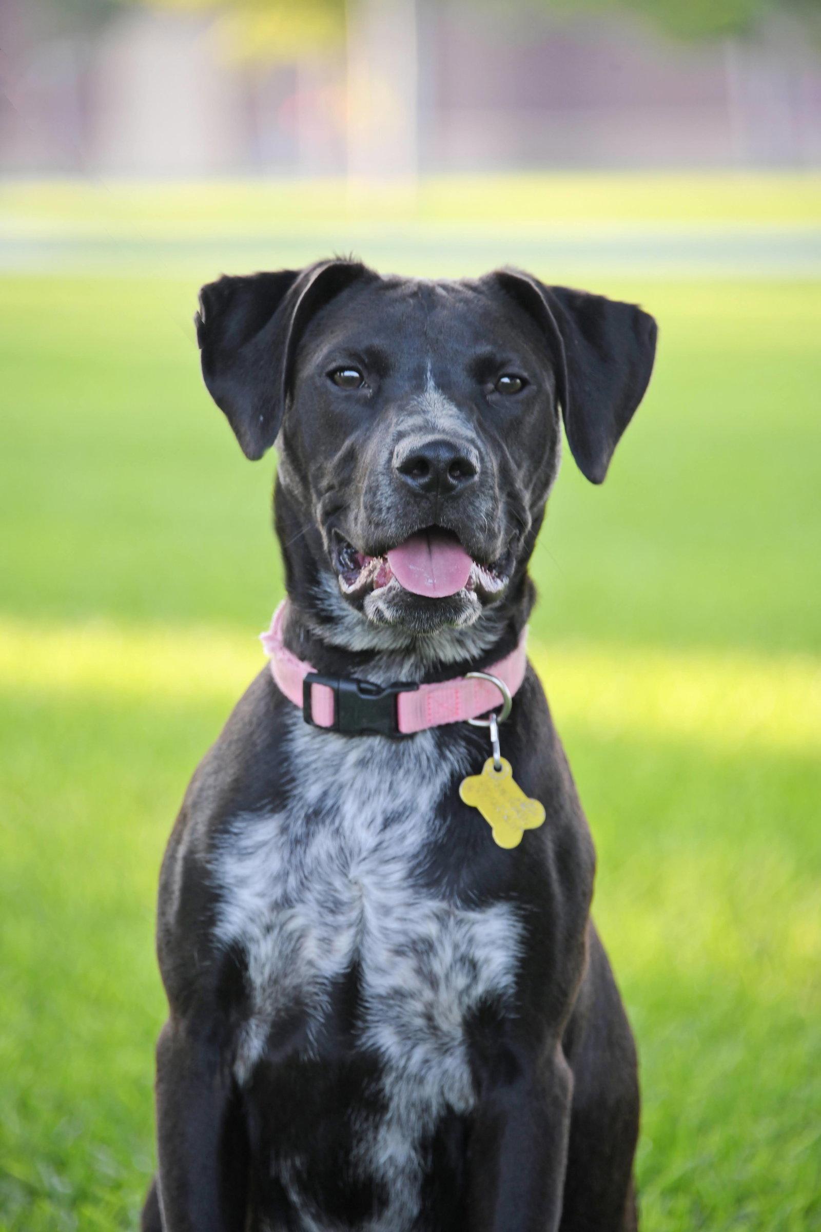Enlarge Dolly Lu, a Adoptable mixed breed in Salt Lake City, UT image 1/3