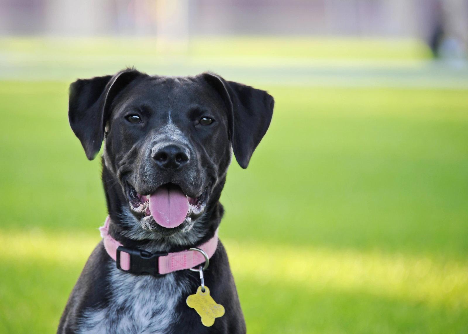 Enlarge Dolly Lu, a Adoptable mixed breed in Salt Lake City, UT image 2/3
