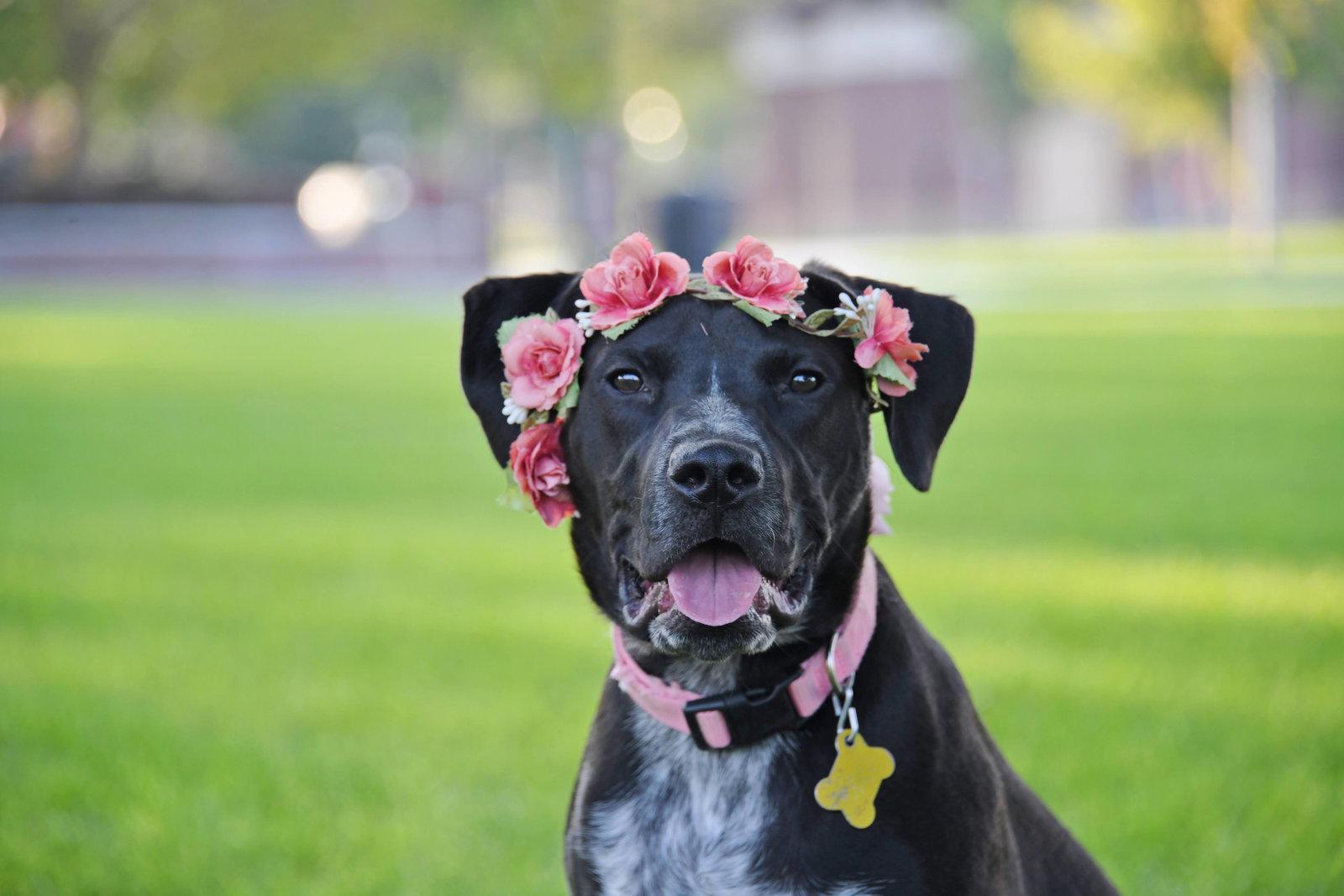 Enlarge Dolly Lu, a Adoptable mixed breed in Salt Lake City, UT image 3/3