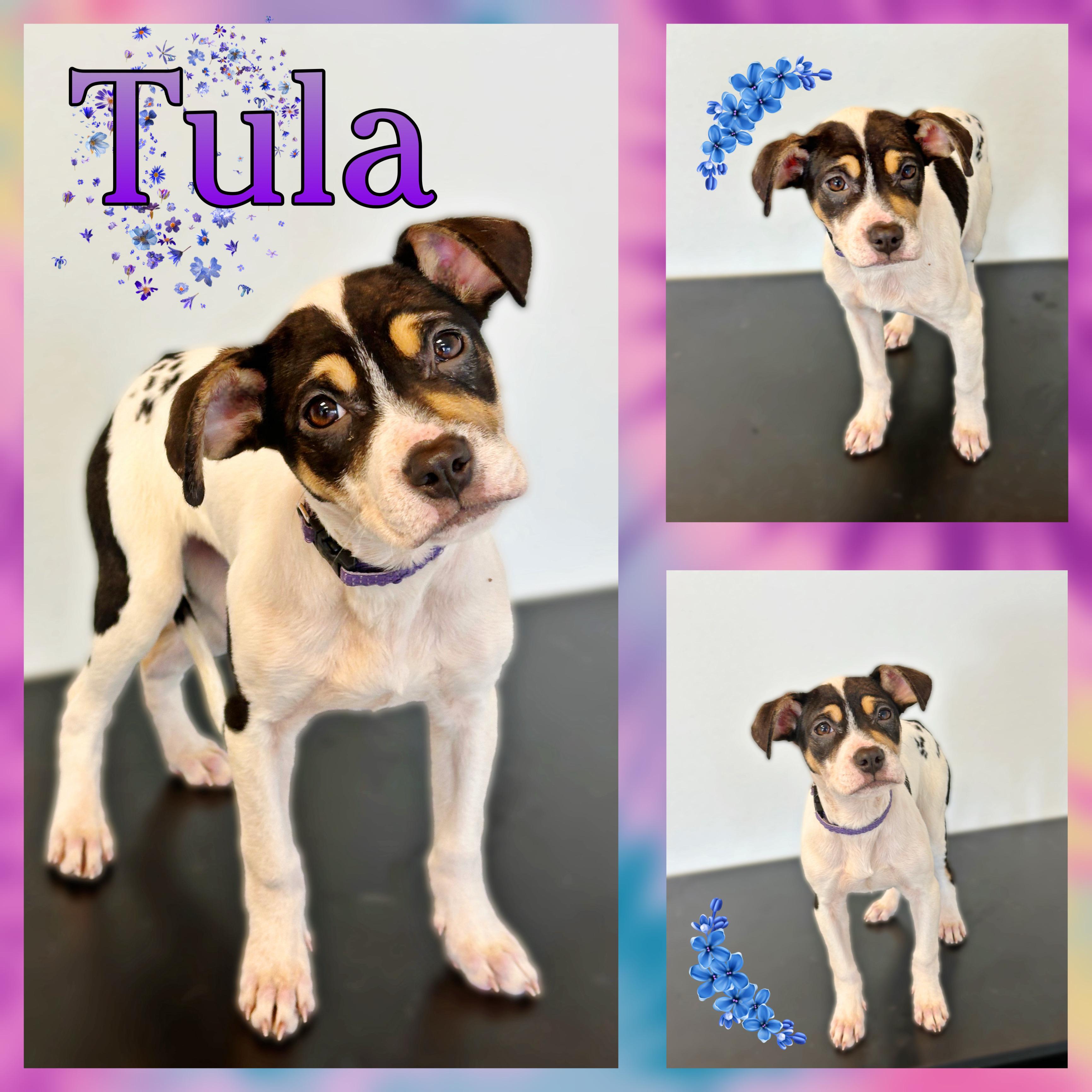 Tula, Adopted, Puppy Female Pit Bull Terrier.