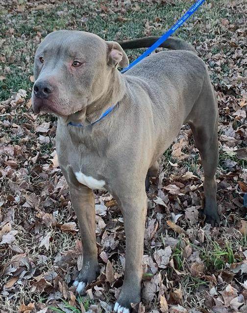 Blue, a Adoptable mixed breed in Wilmington, DE image 6/6