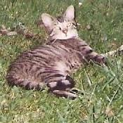 Enlarge Stray cat (adopted), a Adopted Tabby in mattoon, IL image 1/1
