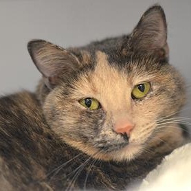 Enlarge Constance, a Adopted mixed breed in Rapid City, SD image 1/2