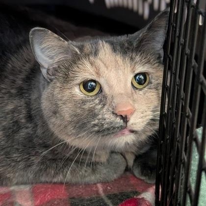 Constance, Adopted, Adult Female Domestic Short Hair.