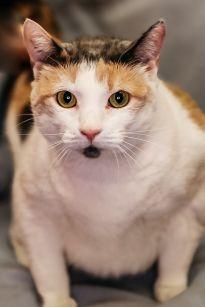 Tiny, Adoptable, Adult Female Domestic Short Hair & Domestic Short Hair.