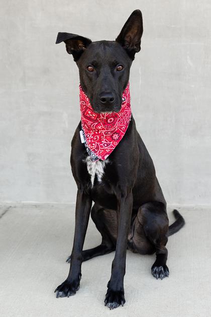 Kal, Adoptable, Adult Male Mixed Breed & Mixed Breed.