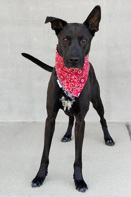 Kal, a Adoptable Mixed Breed in Longmont, CO image 2/3