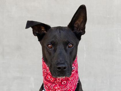Kal, a Adoptable Mixed Breed in Longmont, CO image 3/3