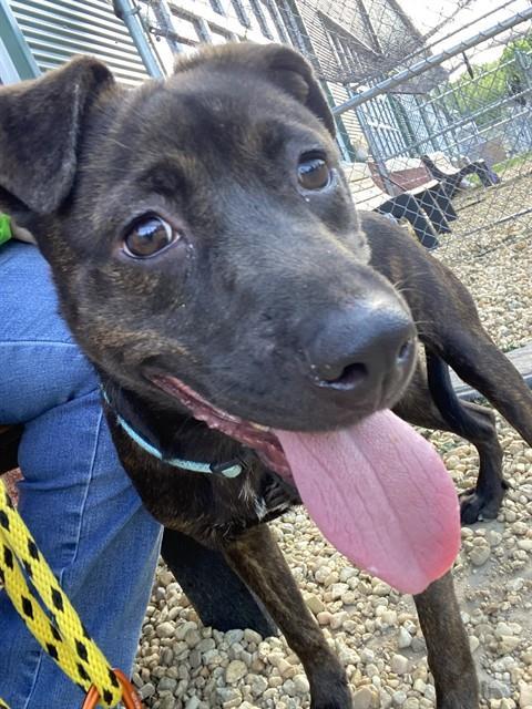 DREAMER, Adoptable, Young Female Plott Hound & Mixed Breed.