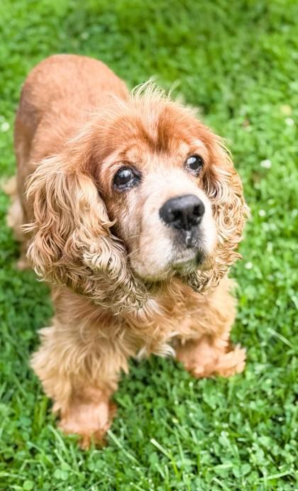 Enlarge JESSE, a Adoptable Cocker Spaniel in Belmont, NY image 3/6