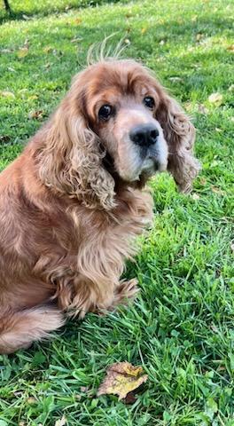 Enlarge JESSE, a Adoptable Cocker Spaniel in Belmont, NY image 4/6