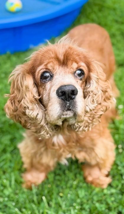 Enlarge JESSE, a Adoptable Cocker Spaniel in Belmont, NY image 1/6