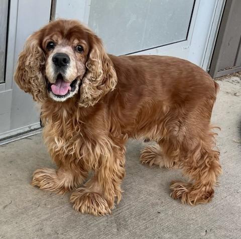 Enlarge JESSE, a Adoptable Cocker Spaniel in Belmont, NY image 2/6
