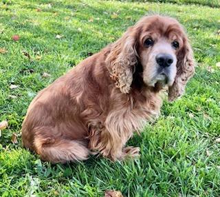 Enlarge JESSE, a Adoptable Cocker Spaniel in Belmont, NY image 6/6