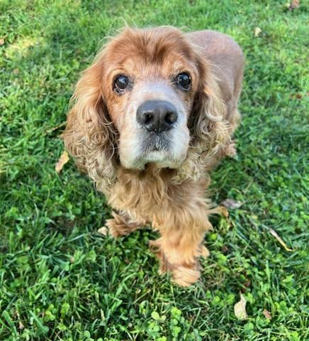 Enlarge JESSE, a Adoptable Cocker Spaniel in Belmont, NY image 5/6