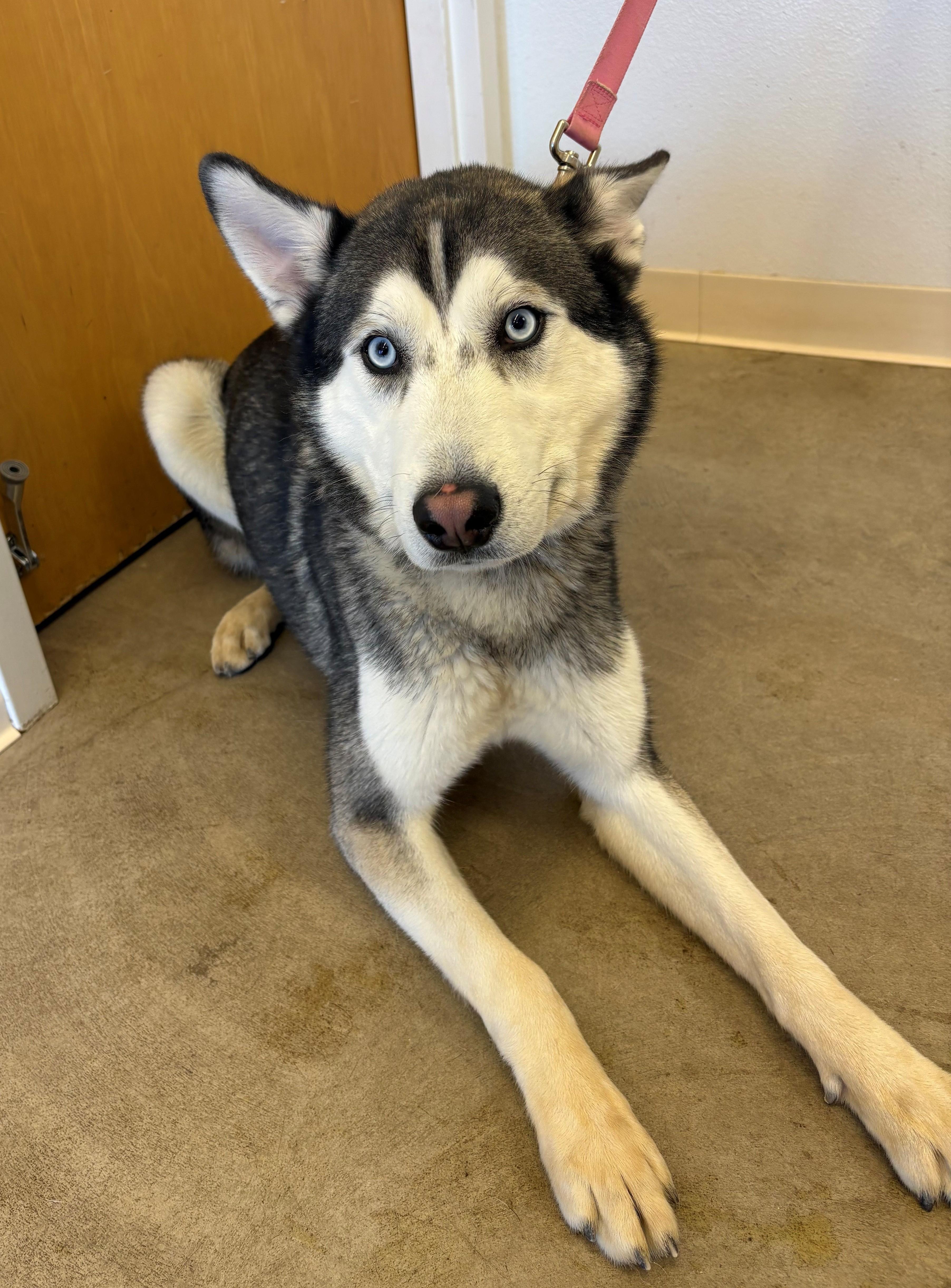 Spock, Adoptable, Puppy Male Siberian Husky.