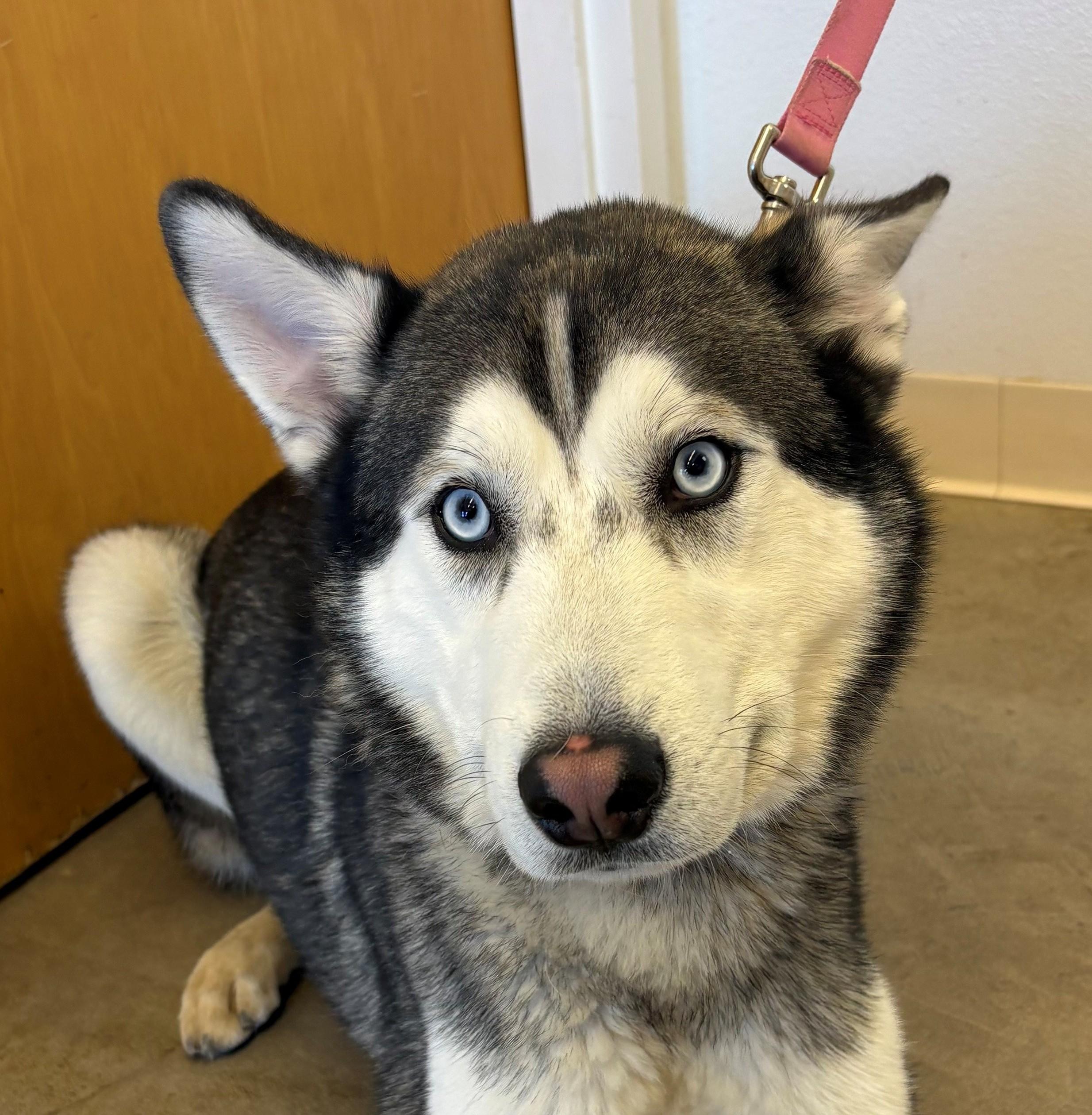 Spock, a Adoptable Siberian Husky in Greeley, CO image 2/2