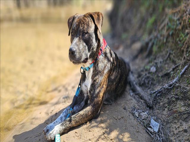 CHANCE, Adoptable, Young Male Pit Bull Terrier & Mixed Breed.