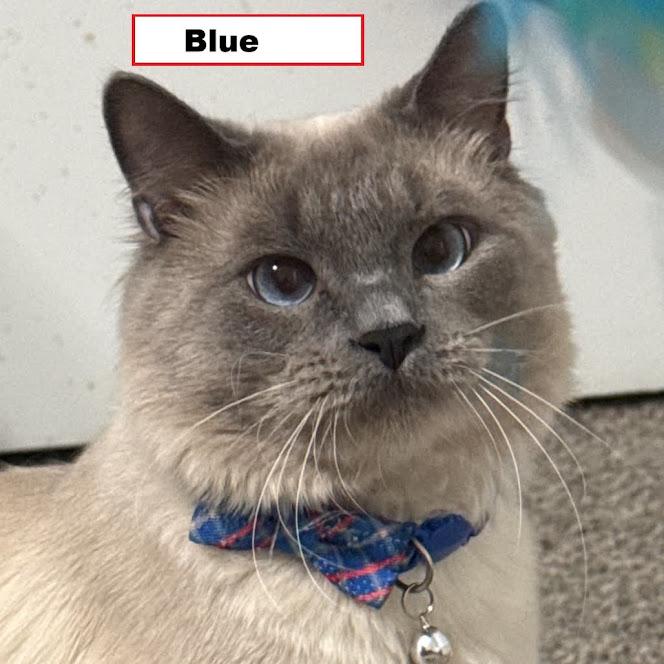 Blue, Adopted, Young Male Siamese.
