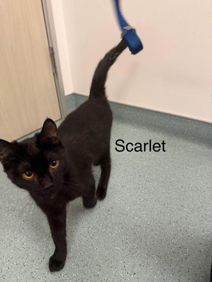 Scarlet Witch, Adoptable, Kitten Female Domestic Short Hair & Domestic Short Hair.