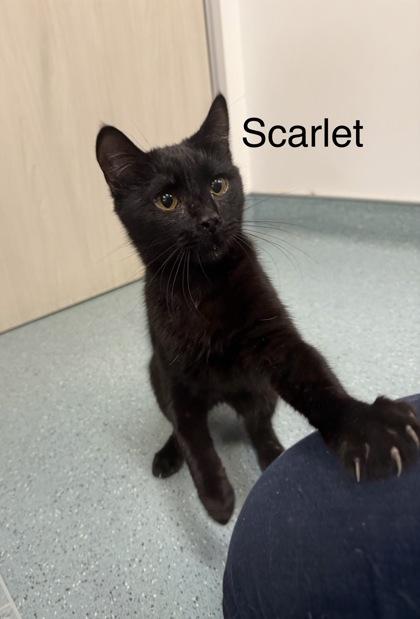 Scarlet Witch, a Adoptable Domestic Short Hair in Laguna Niguel, CA image 3/3