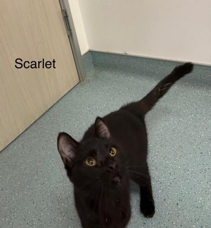 Scarlet Witch, a Adoptable Domestic Short Hair in Laguna Niguel, CA image 3/3
