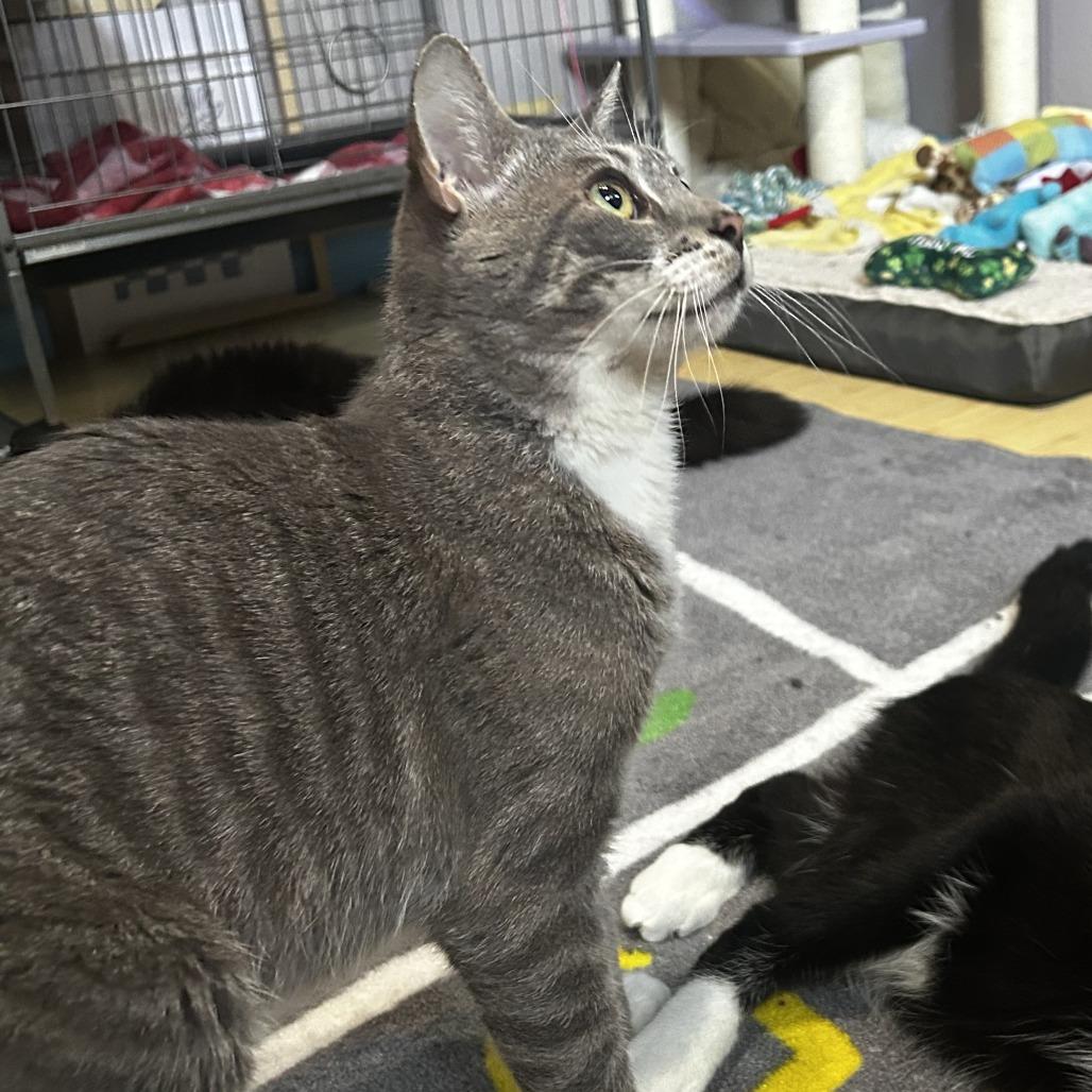 King, Adoptable, Young Male Domestic Short Hair.