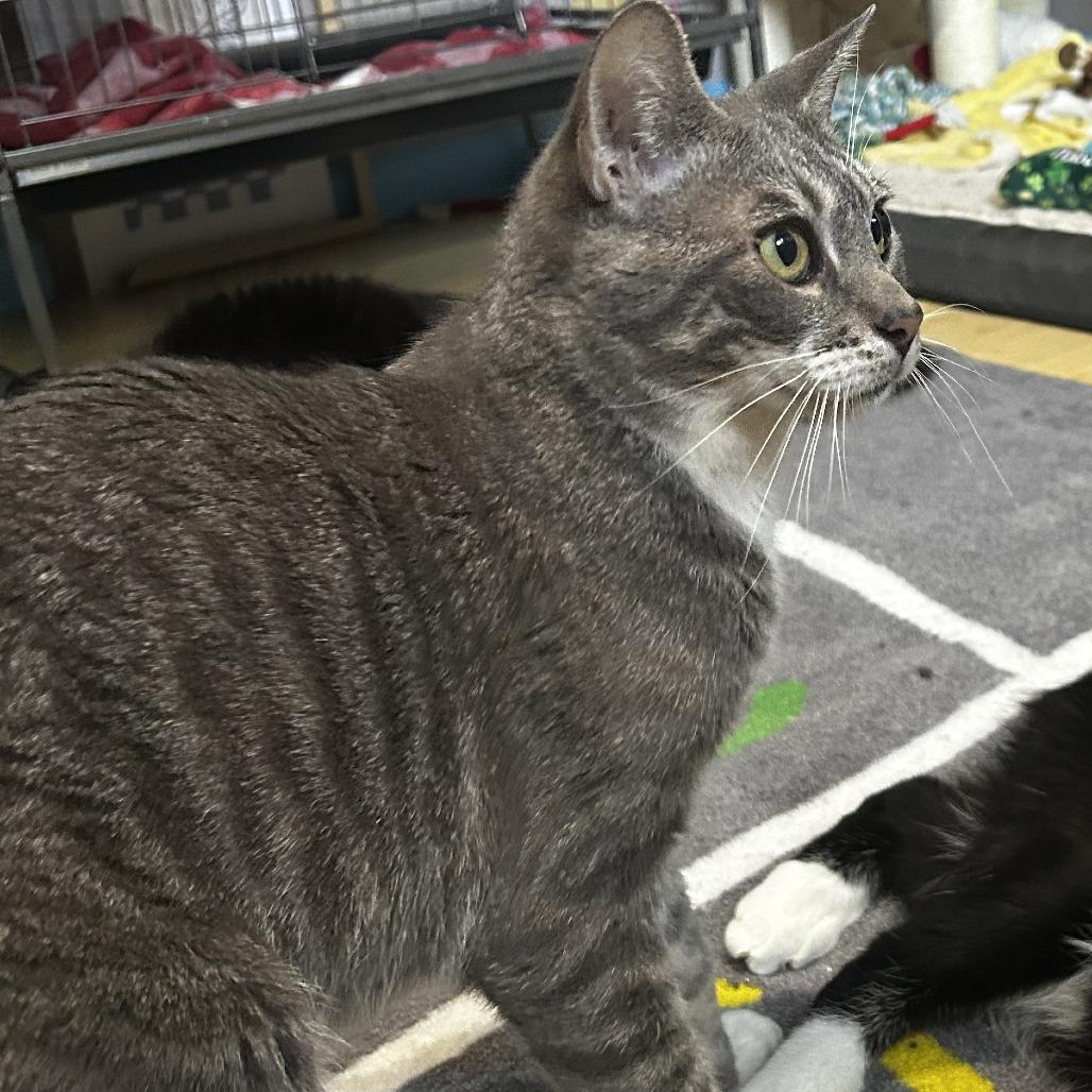 Enlarge King, a Adoptable Domestic Short Hair in Pleasanton, CA image 2/6