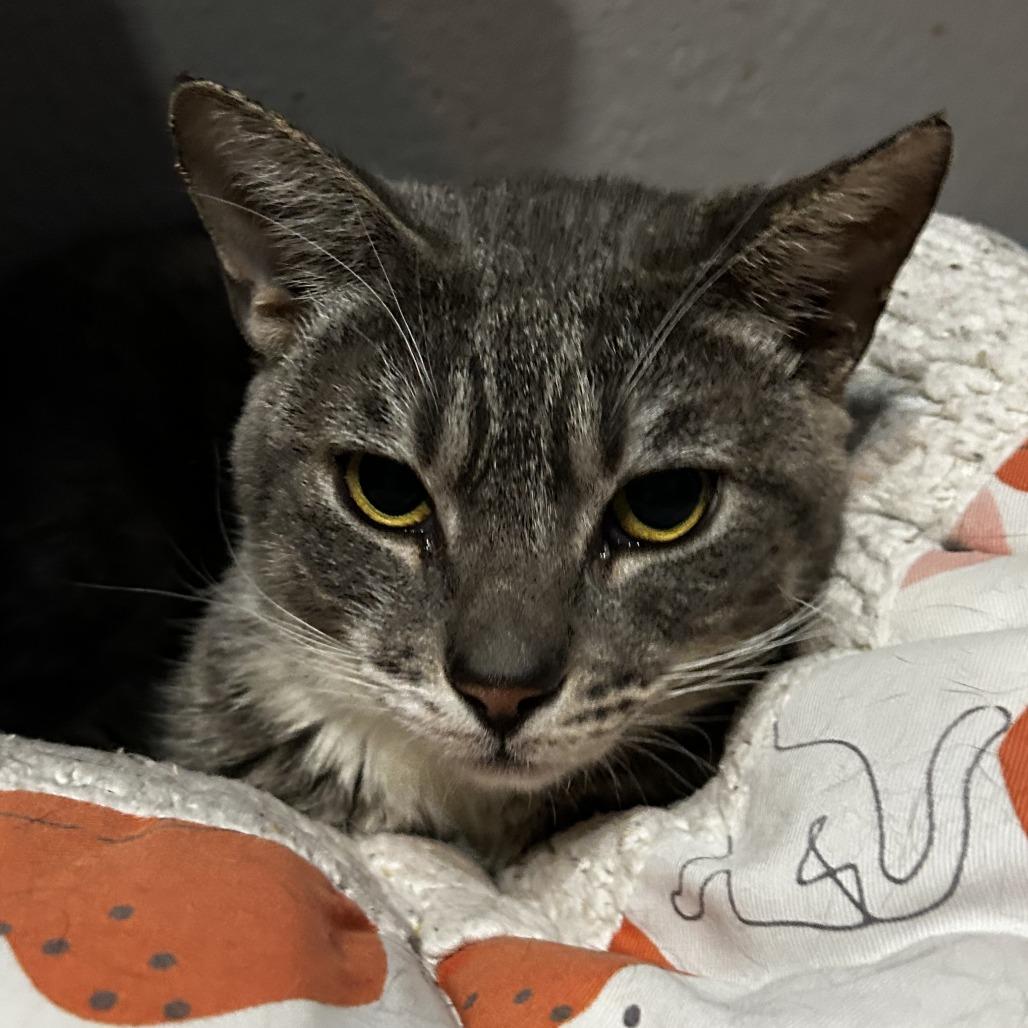 Enlarge King, a Adoptable Domestic Short Hair in Pleasanton, CA image 3/6
